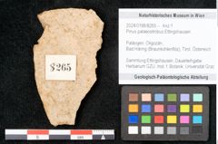 Foto (Objekt + Etikett) von Pinus palaeostrobus Ettingshausen (NHMW-GEO-2024-0188-8265)